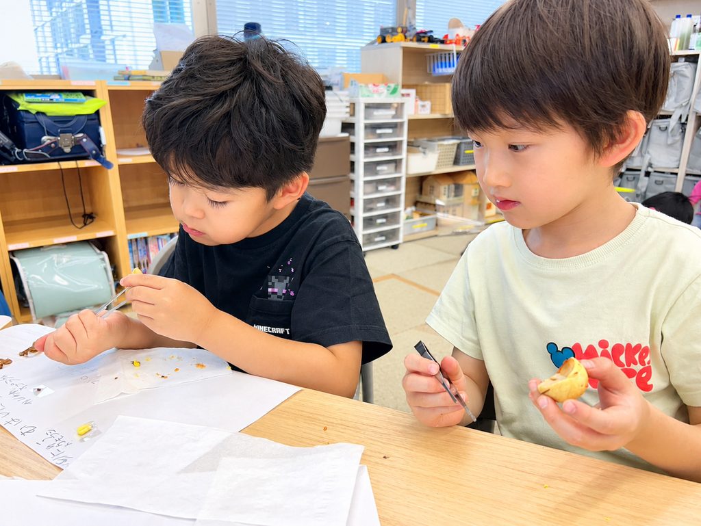 青南小学童|放課GO→クラブと併用・送迎・22時まで|表参道校 11 表参道校の探究学習で種子の解剖に取り組む子どもたち